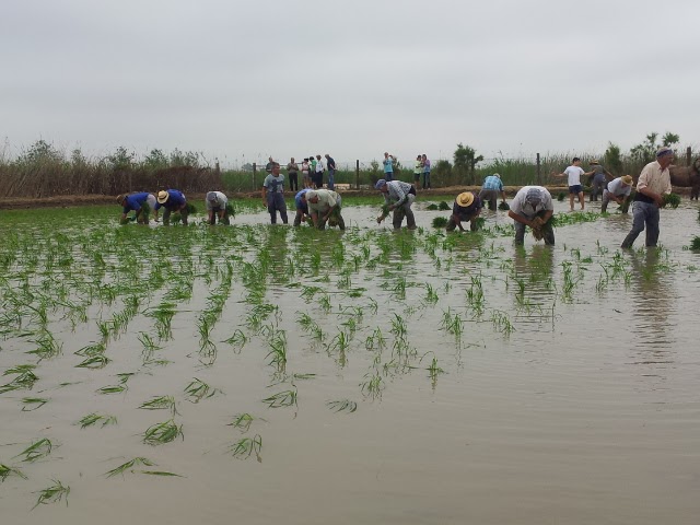 Arro_s_al_Delta_de_l’Ebre._Festa_de_la_plantada Alquiler autocaravanas Igualada