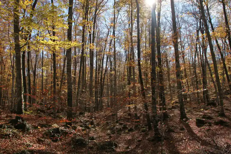 Vacaciones en otoño en autocaravana: la Fageda d’en Jordà y los volcanes de Olot